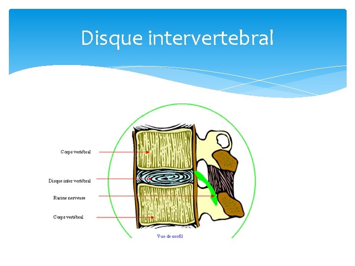 Disque intervertebral 