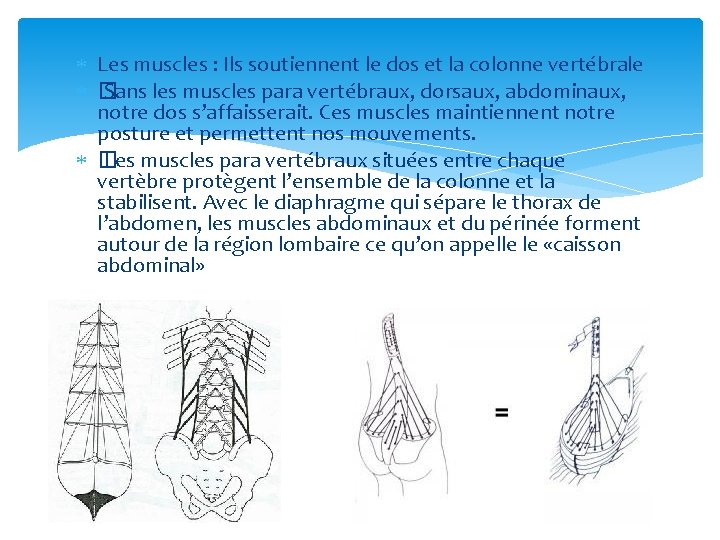  Les muscles : Ils soutiennent le dos et la colonne vertébrale � Sans