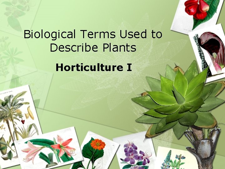 Biological Terms Used to Describe Plants Horticulture I 