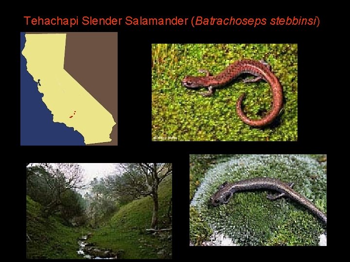 Tehachapi Slender Salamander (Batrachoseps stebbinsi) 