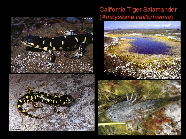 California Tiger Salamander (Ambystoma californiense) 