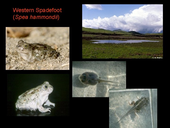 Western Spadefoot (Spea hammondii) 