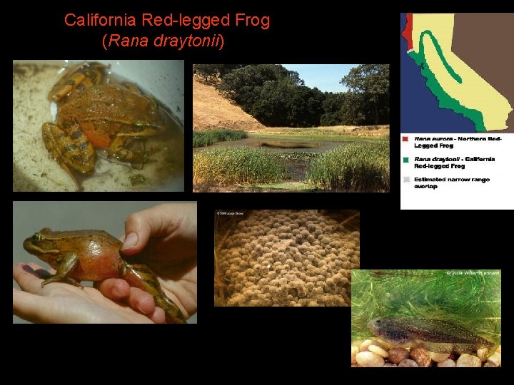 California Red-legged Frog (Rana draytonii) 