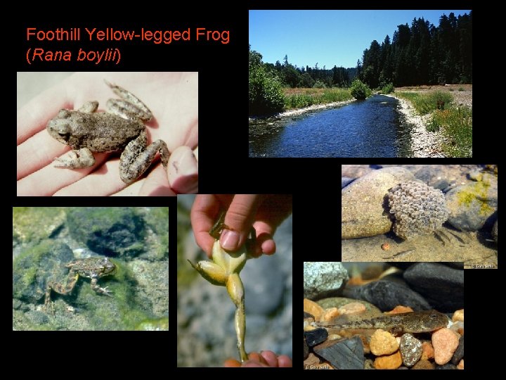 Foothill Yellow-legged Frog (Rana boylii) 