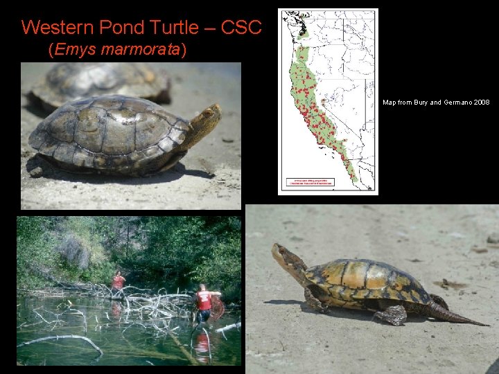 Western Pond Turtle – CSC (Emys marmorata) Map from Bury and Germano 2008 