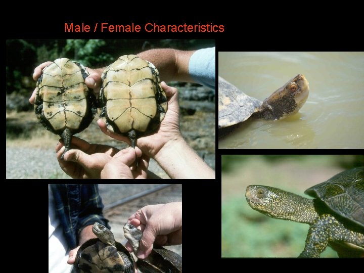 Male / Female Characteristics 