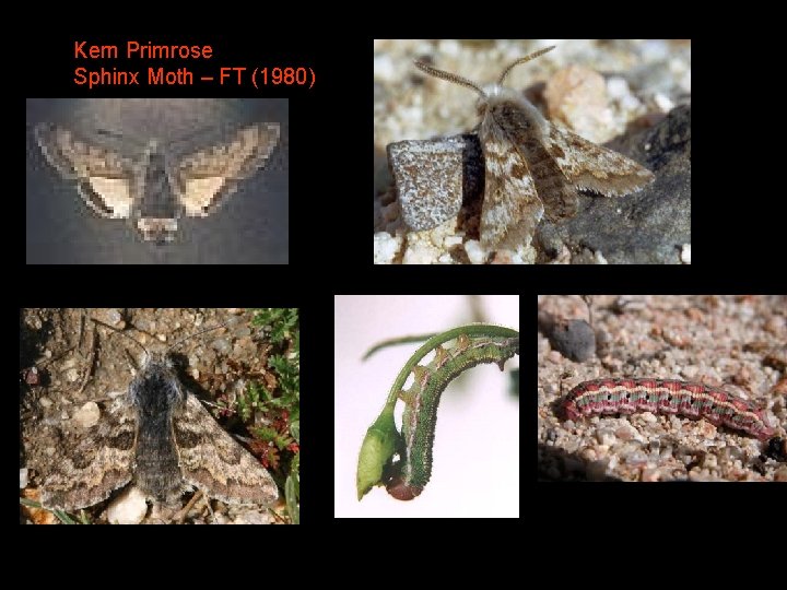 Kern Primrose Sphinx Moth – FT (1980) 