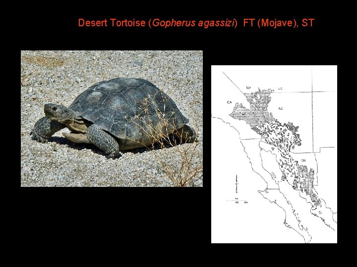 Desert Tortoise (Gopherus agassizi) FT (Mojave), ST 