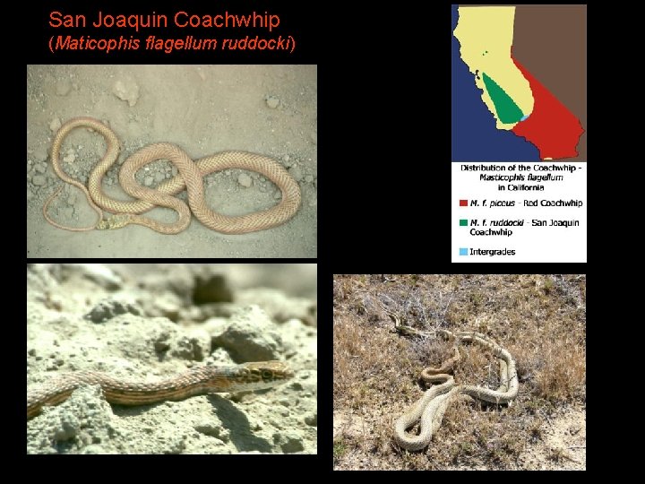 San Joaquin Coachwhip (Maticophis flagellum ruddocki) 