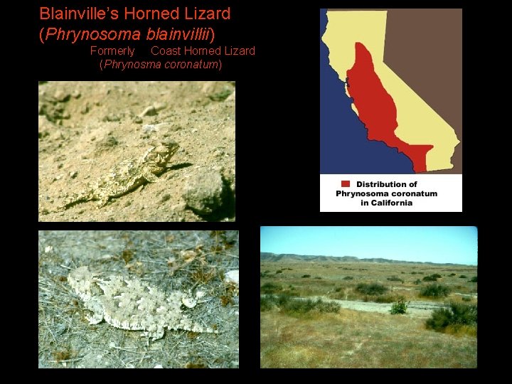Blainville’s Horned Lizard (Phrynosoma blainvillii) Formerly Coast Horned Lizard (Phrynosma coronatum) 