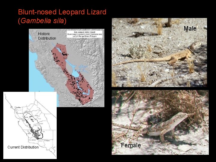 Blunt-nosed Leopard Lizard (Gambelia sila) Male Historic Distribution Current Distribution Female 