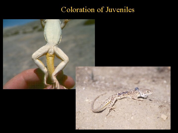 Coloration of Juveniles 