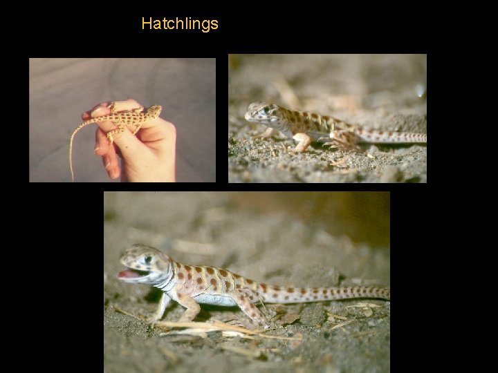 Hatchlings 