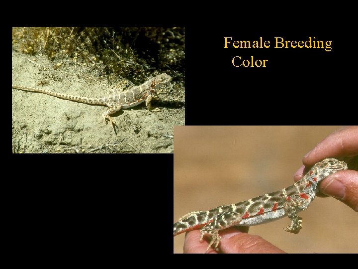 Female Breeding Color 