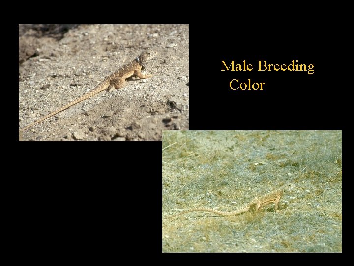 Male Breeding Color 