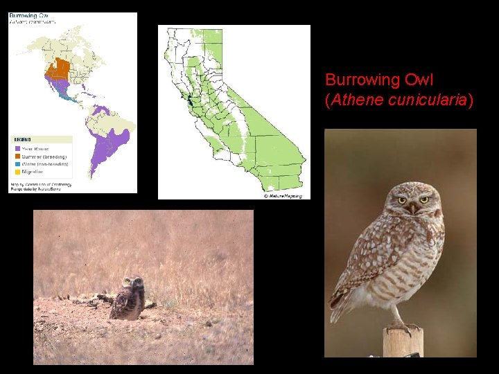 Burrowing Owl (Athene cunicularia) 