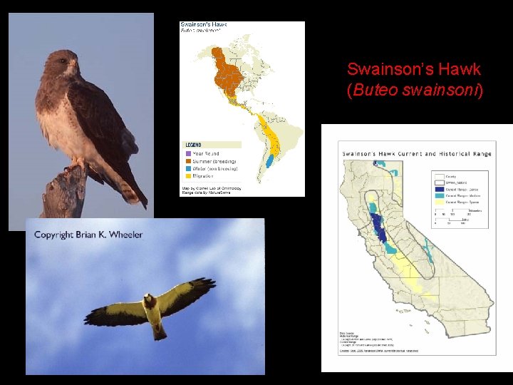 Swainson’s Hawk (Buteo swainsoni) 