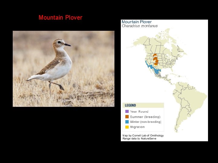 Mountain Plover 