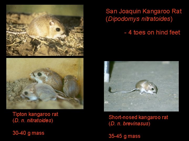 San Joaquin Kangaroo Rat (Dipodomys nitratoides) - 4 toes on hind feet Tipton kangaroo