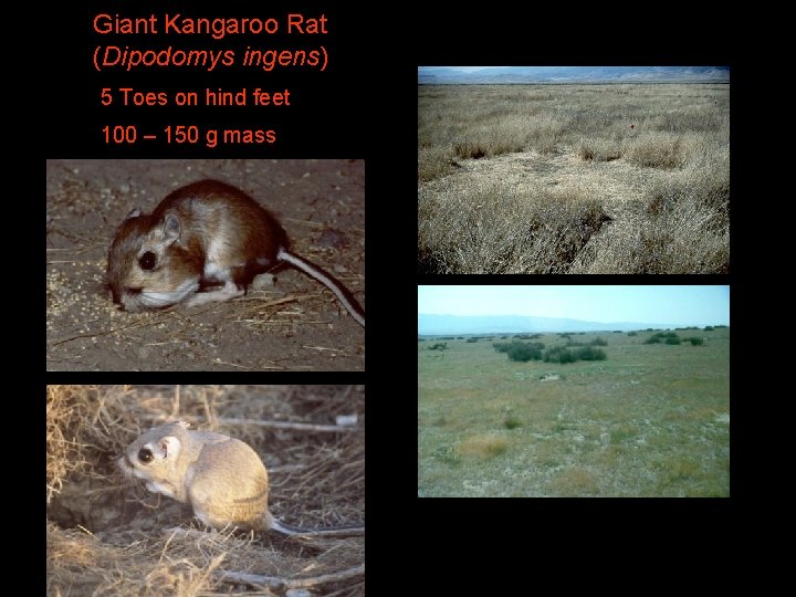 Giant Kangaroo Rat (Dipodomys ingens) 5 Toes on hind feet 100 – 150 g