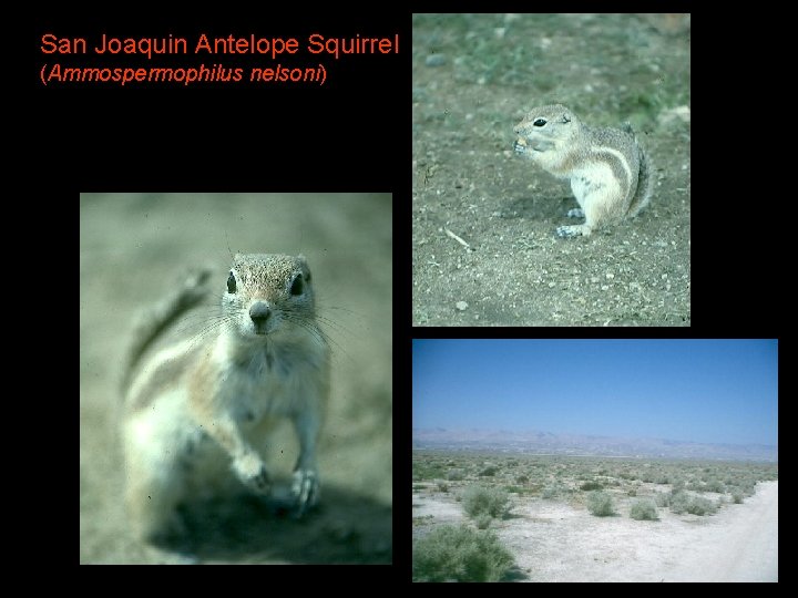 San Joaquin Antelope Squirrel (Ammospermophilus nelsoni) 
