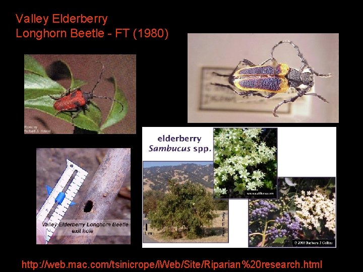 Valley Elderberry Longhorn Beetle - FT (1980) http: //web. mac. com/tsinicrope/i. Web/Site/Riparian%20 research. html