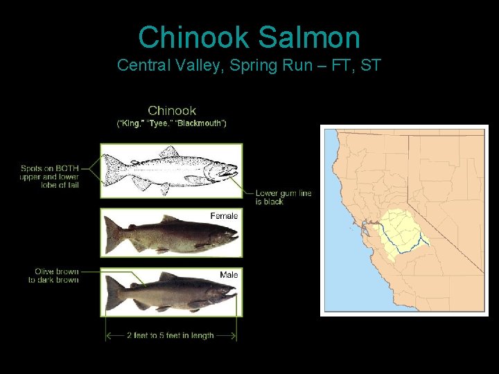 Chinook Salmon Central Valley, Spring Run – FT, ST 