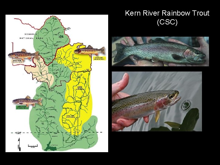 Kern River Rainbow Trout (CSC) 