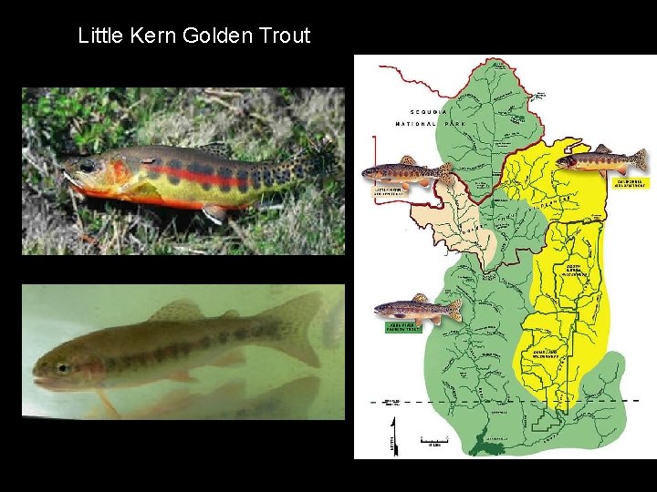 Little Kern Golden Trout 