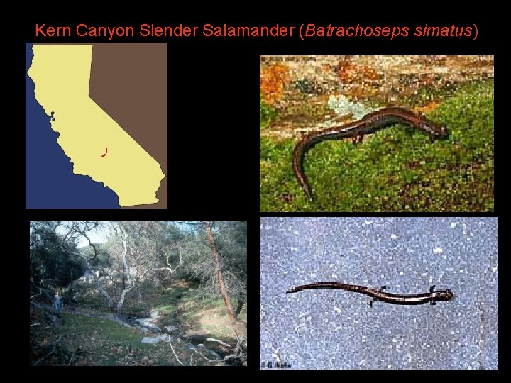 Kern Canyon Slender Salamander (Batrachoseps simatus) 
