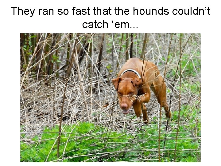 They ran so fast that the hounds couldn’t catch ‘em. . . 