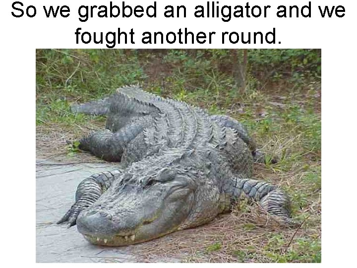 So we grabbed an alligator and we fought another round. 