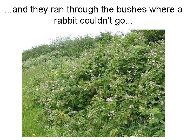 . . . and they ran through the bushes where a rabbit couldn’t go.