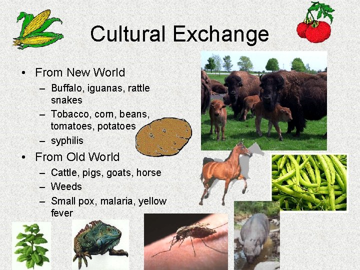 Cultural Exchange • From New World – Buffalo, iguanas, rattle snakes – Tobacco, corn,