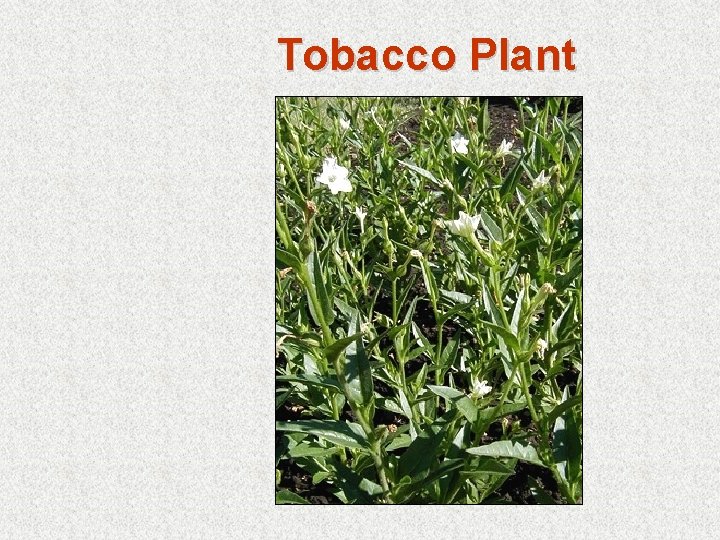 Tobacco Plant 