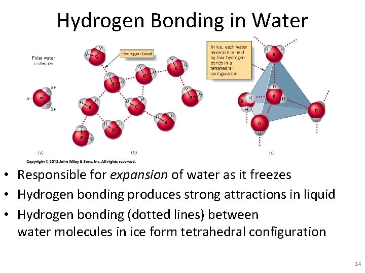 Hydrogen Bonding in Water • Responsible for expansion of water as it freezes •