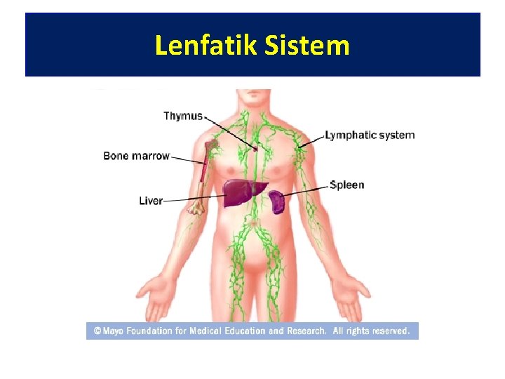 Lenfatik Sistem 