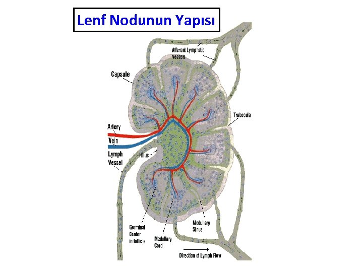 Lenf Nodunun Yapısı 