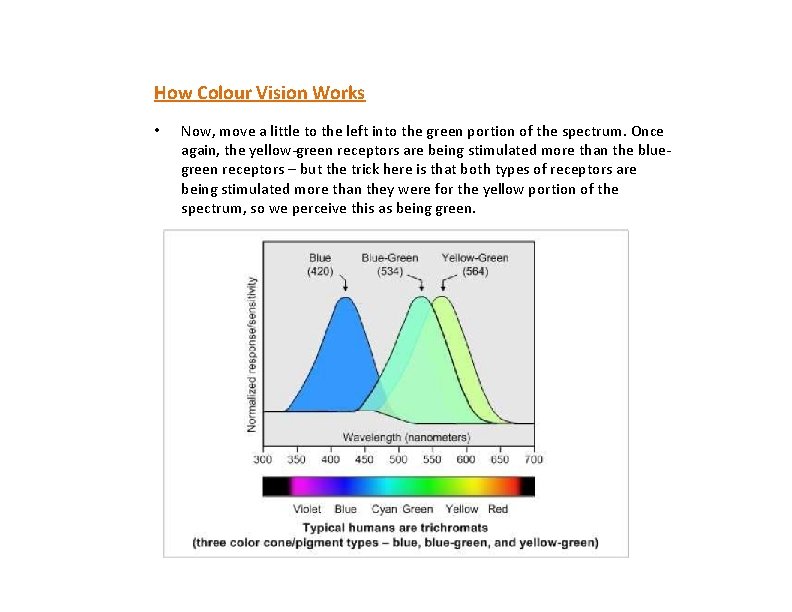 How Colour Vision Works • Now, move a little to the left into the