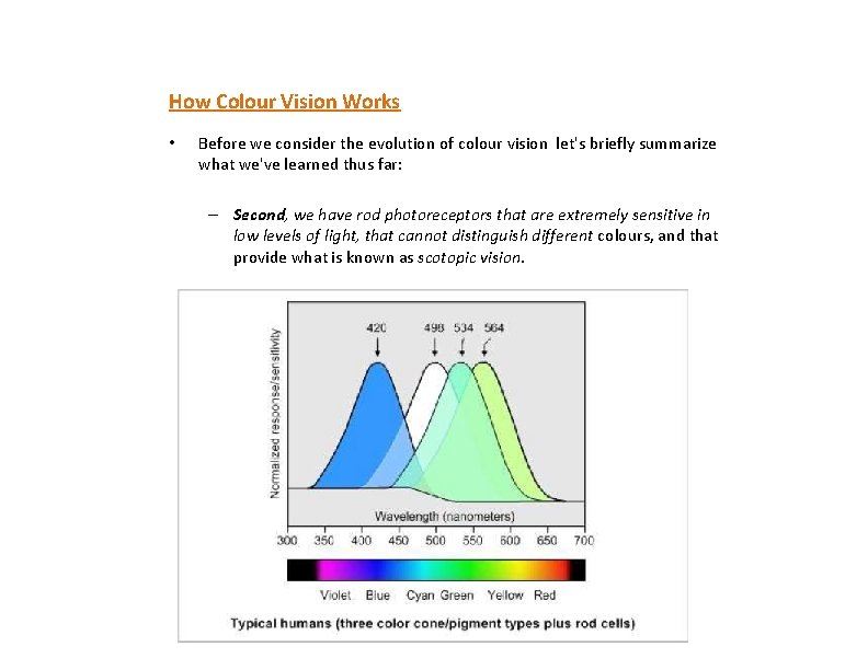 How Colour Vision Works • Before we consider the evolution of colour vision let's