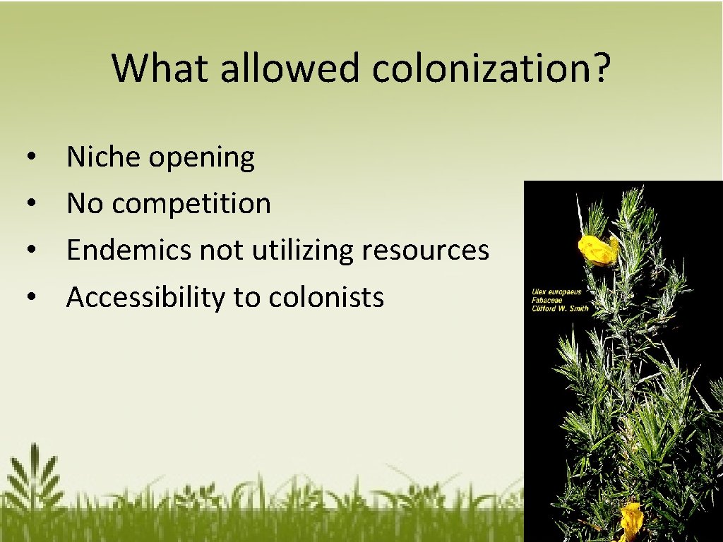 What allowed colonization? • • Niche opening No competition Endemics not utilizing resources Accessibility