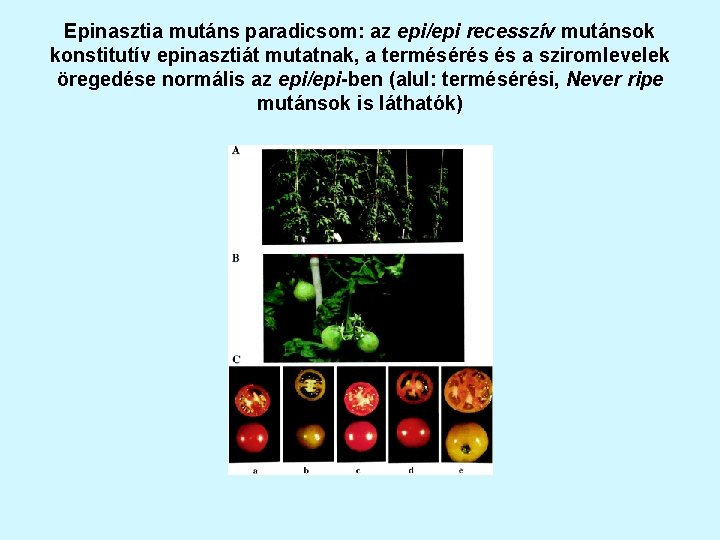 Epinasztia mutáns paradicsom: az epi/epi recesszív mutánsok konstitutív epinasztiát mutatnak, a termésérés és a