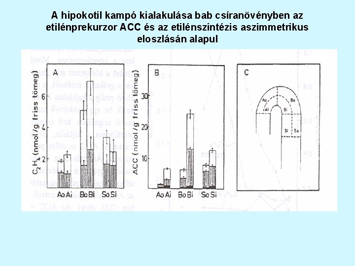 A hipokotil kampó kialakulása bab csíranövényben az etilénprekurzor ACC és az etilénszintézis aszimmetrikus eloszlásán