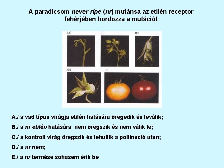 A paradicsom never ripe (nr) mutánsa az etilén receptor fehérjében hordozza a mutációt A.