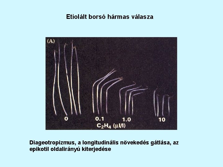 Etiolált borsó hármas válasza Diageotropizmus, a longitudinális növekedés gátlása, az epikotil oldalirányú kiterjedése 
