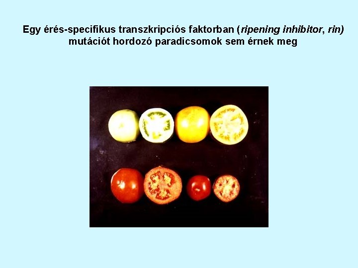 Egy érés-specifikus transzkripciós faktorban (ripening inhibitor, rin) mutációt hordozó paradicsomok sem érnek meg 