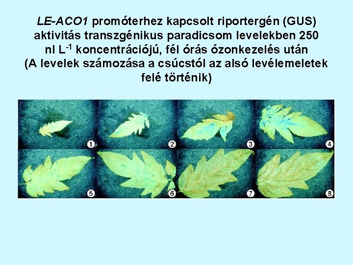LE-ACO 1 promóterhez kapcsolt riportergén (GUS) aktivitás transzgénikus paradicsom levelekben 250 nl L-1 koncentrációjú,