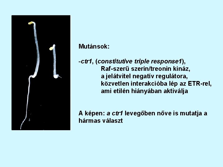 Mutánsok: -ctr 1, (constitutive triple response 1), Raf-szerű szerin/treonin kináz, a jelátvitel negatív regulátora,