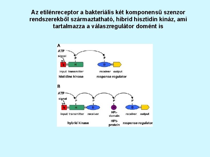 Az etilénreceptor a bakteriális két komponensű szenzor rendszerekből származtatható, hibrid hisztidin kináz, ami tartalmazza