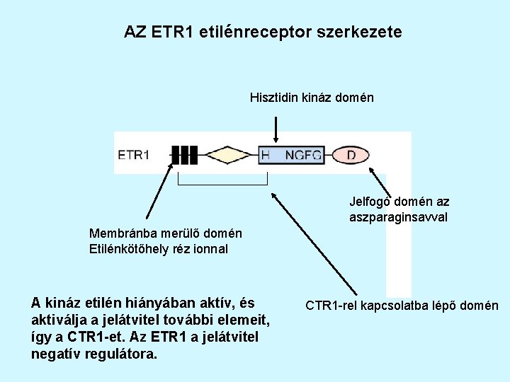 AZ ETR 1 etilénreceptor szerkezete Hisztidin kináz domén Jelfogó domén az aszparaginsavval Membránba merülő